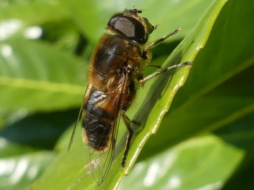 Réf. 251 637 : Eristalis similis